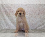 Small Photo #1 Golden Retriever Puppy For Sale in MARIETTA, GA, USA