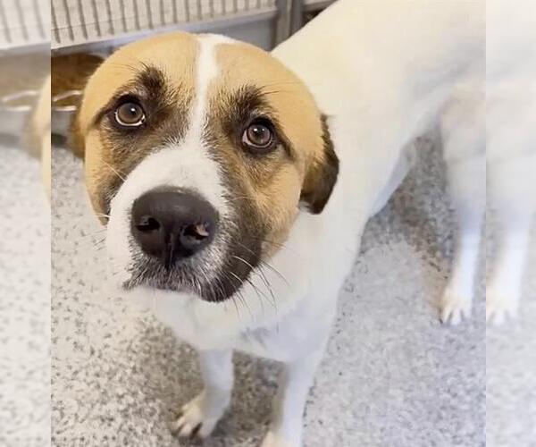 Medium Photo #2 Labrador Retriever-Unknown Mix Puppy For Sale in Houston, TX, USA