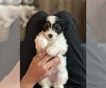 Small #2 Maltipoo