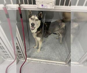 - Mix Dogs for adoption in Palmetto, FL, USA