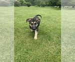 Small #15 German Shepherd Dog