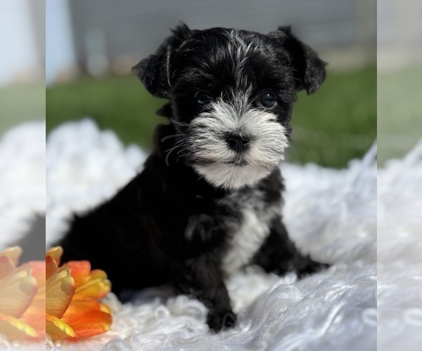 Medium Photo #7 Morkie Puppy For Sale in ROCK STREAM, NY, USA
