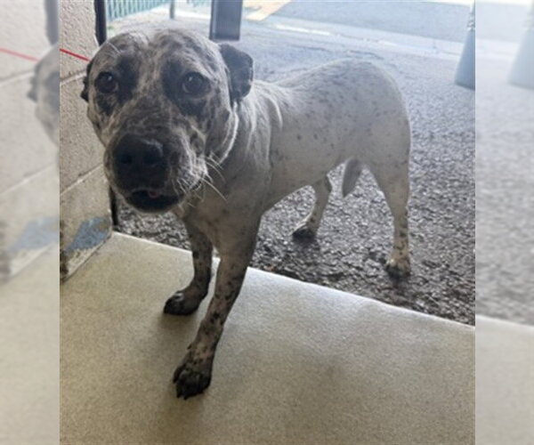 Medium Photo #1 Mutt Puppy For Sale in San Bernardino, CA, USA