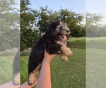 Small #2 Aussiedoodle