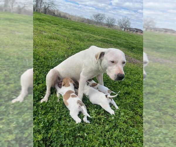 Medium Photo #3 Labrador Retriever Puppy For Sale in Rosenberg, TX, USA
