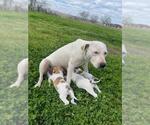 Small #2 Labrador Retriever