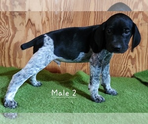 German Shorthaired Pointer Puppy for sale in BERLIN, WI, USA
