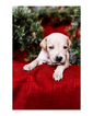 Small Photo #8 Australian Cattle Dog-Catahoula Leopard Dog Mix Puppy For Sale in WELLMAN, IA, USA