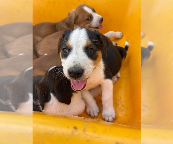 Medium Photo #1 American Staffordshire Terrier-Labrador Retriever Mix Puppy For Sale in Brewster, NY, USA