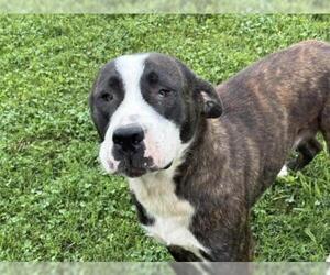 Mastiff-Unknown Mix Dogs for adoption in Tulsa, OK, USA