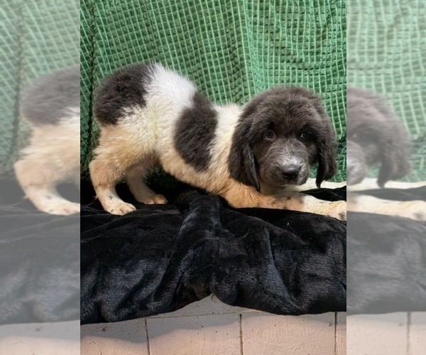 Medium Photo #7 Newfoundland Puppy For Sale in AURORA, IN, USA
