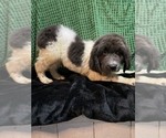 Small Photo #7 Newfoundland Puppy For Sale in AURORA, IN, USA