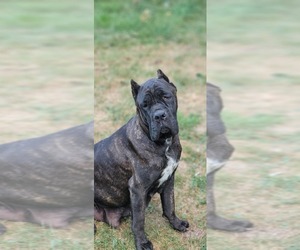 Mother of the Cane Corso puppies born on 08/14/2025