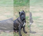 Small Photo #1 Cane Corso Puppy For Sale in AKRON, OH, USA