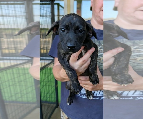 Medium Photo #3 Labrador Retriever-Unknown Mix Puppy For Sale in SHERBURNE, NY, USA