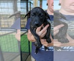 Small Photo #3 Labrador Retriever-Unknown Mix Puppy For Sale in SHERBURNE, NY, USA