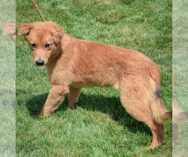 Medium Photo #3 Anatolian Shepherd-Golden Retriever Mix Puppy For Sale in Huntley, IL, USA