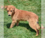 Small #2 Anatolian Shepherd-Golden Retriever Mix