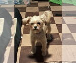 Small #3 Brussels Griffon-Havanese Mix