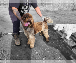 Father of the Miniature Bernedoodle puppies born on 07/17/2025