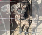 Small #5 Mutt