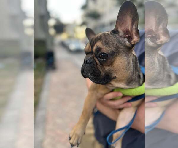 Medium Photo #3 French Bulldog Puppy For Sale in High Point, NC, USA