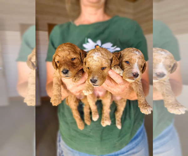 Medium Photo #11 Poodle (Standard) Puppy For Sale in WAGENER, SC, USA