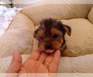 Yorkshire Terrier Puppy for sale in LE ROY, KS, USA