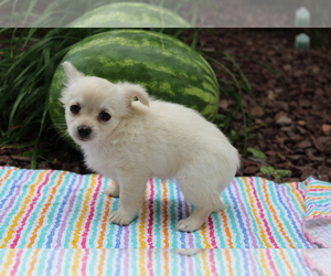 Chihuahua Puppy for sale in BLOOMINGTON, IN, USA