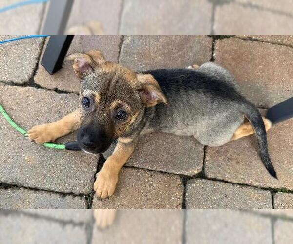 Medium Photo #2 Beagle-Unknown Mix Puppy For Sale in Plainfield, IL, USA