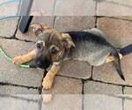 Small #1 Beagle Mix