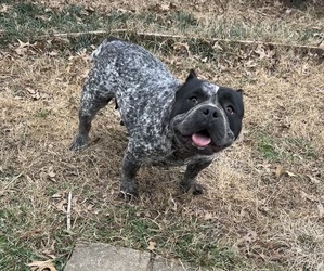 American Bully Dog for Adoption in LEWISBURG, Tennessee USA