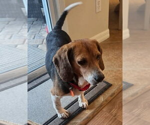 Chip V - Male Beagle Dog for Adoption - Photo #15