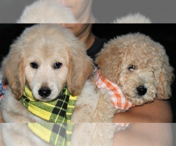 Medium Photo #53 Goldendoodle Puppy For Sale in TIMBERLAKE, NC, USA