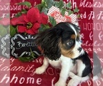 Small #3 Cavalier King Charles Spaniel