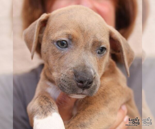 Medium Photo #4 Mutt Puppy For Sale in Washington, DC, USA