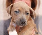 Small #3 Mutt