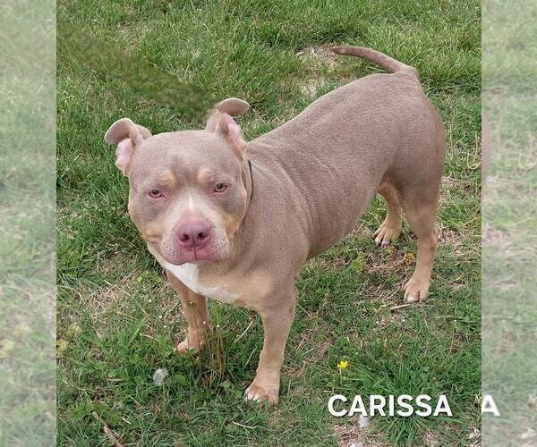 Medium Photo #1 American Bulldog-Unknown Mix Puppy For Sale in Evansville, IN, USA
