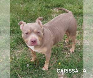 American Bulldog-Unknown Mix Dogs for adoption in Evansville, IN, USA