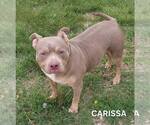 Small American Bulldog Mix