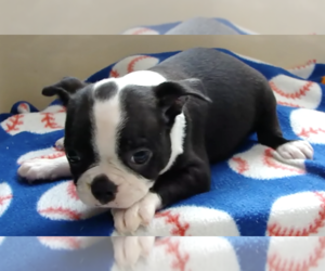 Medium Boston Terrier