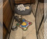 Small Photo #2 Mutt Puppy For Sale in Spring, TX, USA