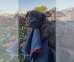 Small #5 America Bandogge Mastiff-Cane Corso Mix