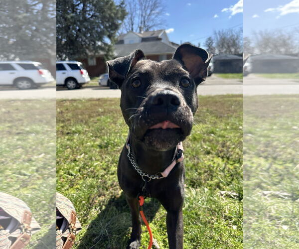 Medium Photo #7 American Pit Bull Terrier-Unknown Mix Puppy For Sale in Germantown, OH, USA