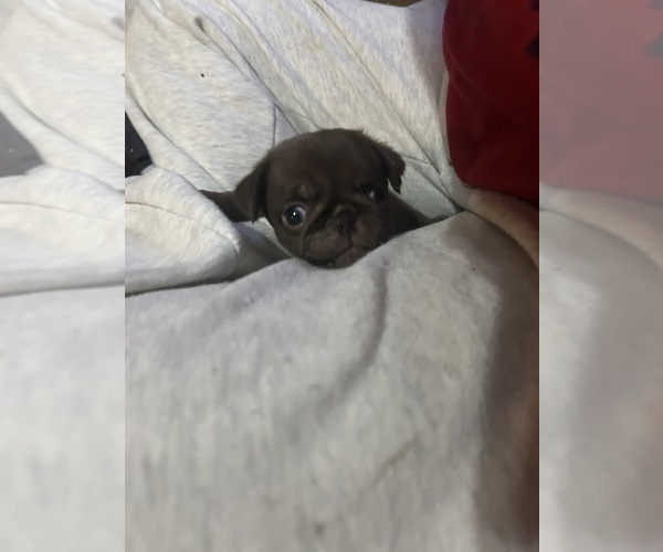 Medium Photo #50 Pug Puppy For Sale in BLOOMINGTON, IL, USA