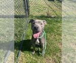Small Photo #2 American Pit Bull Terrier Puppy For Sale in Derwood, MD, USA