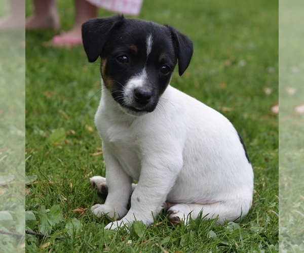 Medium Photo #3 Jack Russell Terrier Puppy For Sale in ORRVILLE, OH, USA