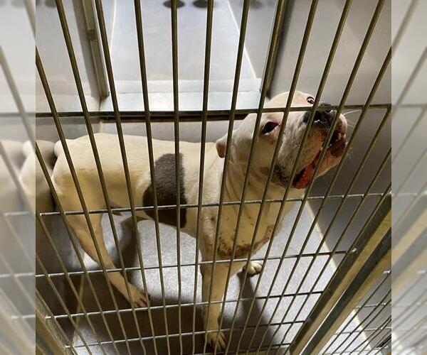 Medium Photo #1 Mutt Puppy For Sale in Modesto, CA, USA