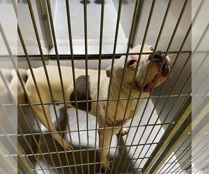 Mutt Dogs for adoption in Modesto, CA, USA