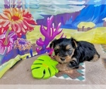 Image preview for Ad Listing. Nickname: Epic